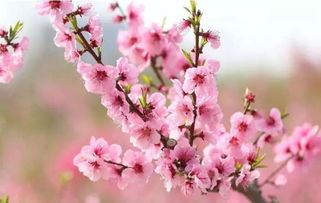 刚刚,杭州的春天来了 桃花居然还有这些妙用 这些地方最值得打卡 功效 