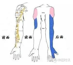 尺骨解剖图 表情大全