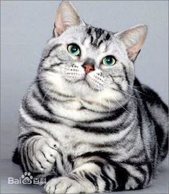 美国短毛猫是虎斑猫的一种吗 和虎斑猫有区别吗 