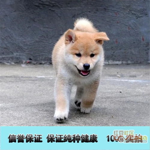 北京犬舍出售纯种柴犬 柴犬价格 柴犬掉毛吗 北京华升犬业 