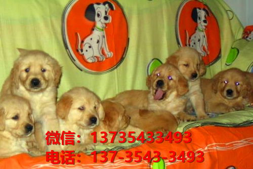 蚌埠宠物狗狗犬舍出售纯种金毛幼犬卖狗买狗地方在哪有狗市场