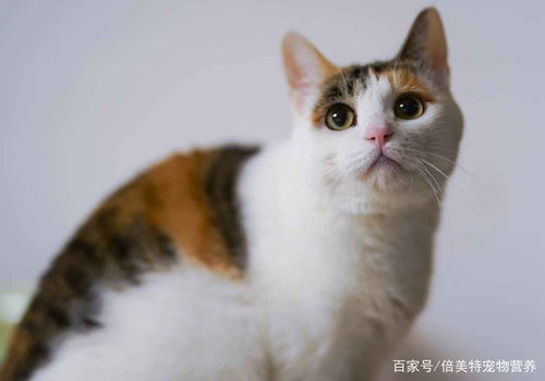 冬天劝猫喝水,难于登天,到底要怎么样才能让猫咪多喝水呢 