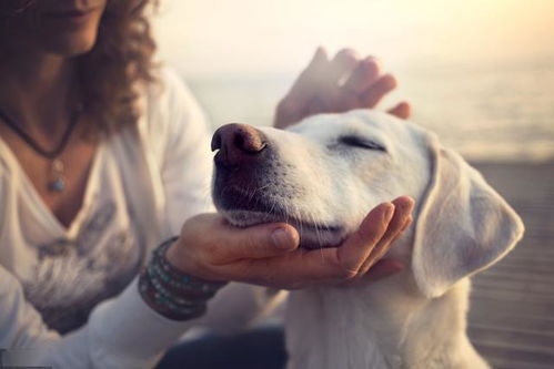 导盲犬不是宠物,它们是帮助人类的职业天使,请了解它 尊重它