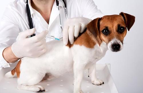 狗狗打完狂犬疫苗脖子上鼓包都一周了怎么办 