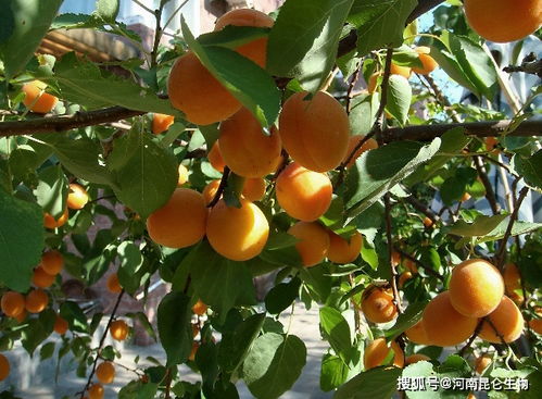 杏树高产用什么叶面肥 杏树膨大追施什么肥料 杏树叶面喷什么肥料果子甜