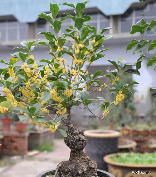 此盆栽比香水好闻,比茉莉还香,家里养一盆,花香满屋飘 桂花 