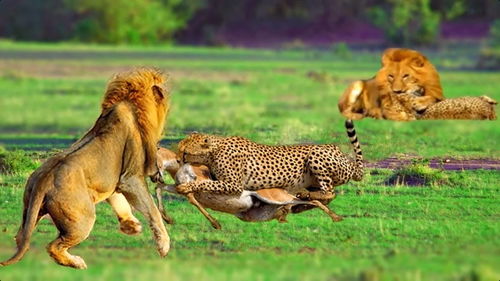 再强壮的豹子也打不过狮子,猎豹在狮子面前强装镇定 内心慌得很 