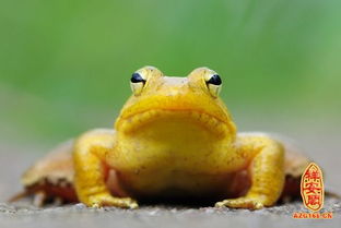 做梦梦见金色青蛙是什么意思 周公解梦 