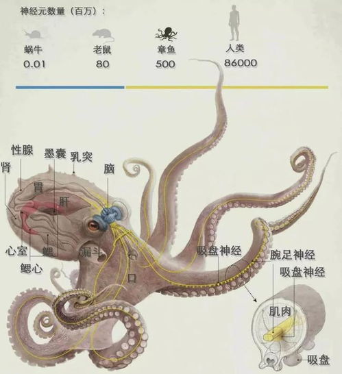 oct币章鱼网络,广告oct是什么意思？