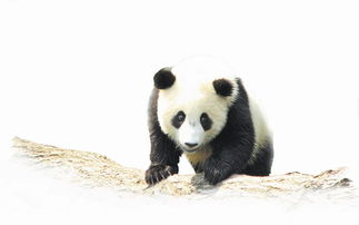 为什么全国最多的熊猫在四川