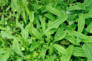 大长安春季野菜地图出炉 拿好铲铲提好篮篮挖菜走 