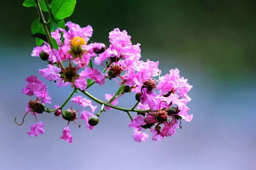 紫薇花的花语代表什么,紫薇花的花语是什么意思
