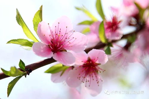 甜蜜二月,静赏优果桃花的美好 