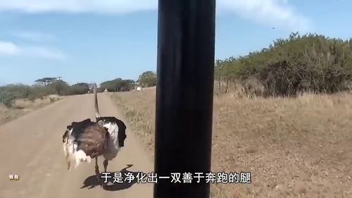 假如世界短跑冠军 闪电 博尔特与鸵鸟赛跑,谁会更快 