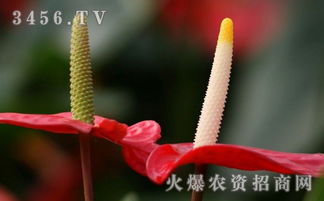 火鹤和红掌是一种花吗,红掌和火鹤是一个花吗