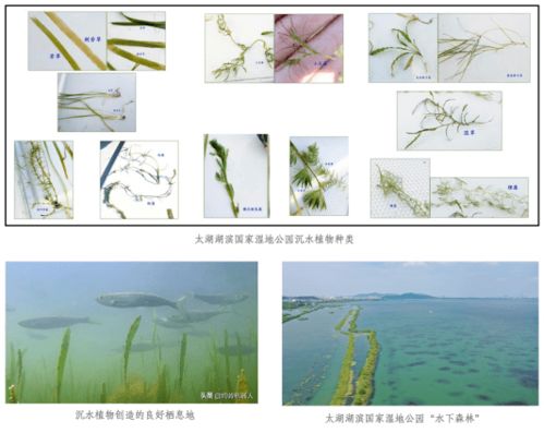湿地水质检测昆虫-第6张图片-SYGSX信息百科