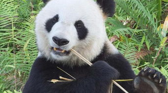 熊猫的全部相关视频 bilibili 哔哩哔哩弹幕视频网 