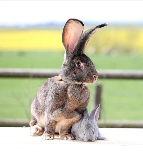 兔子的尾巴长不了 英国巨型兔尾巴17厘米长,刷新吉尼斯