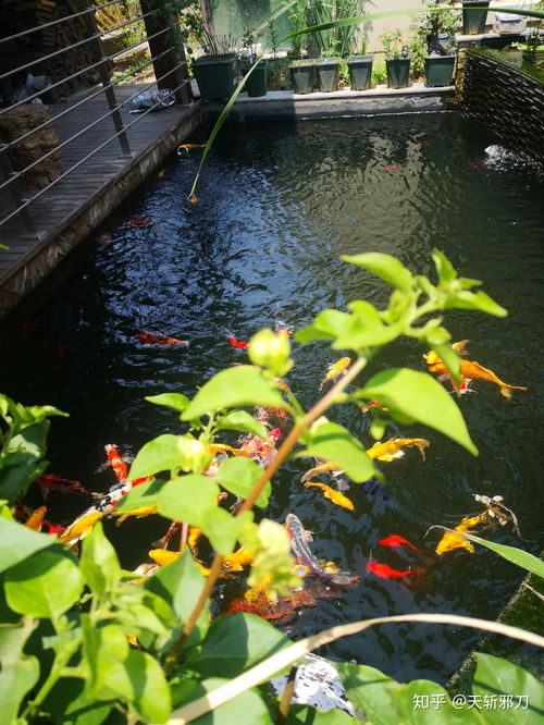 庭院小鱼池流水养鱼也要过滤吗 
