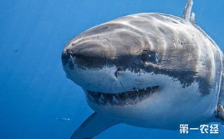水产知识 鲨鱼是哺乳动物吗