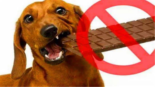 为何狗狗不能吃巧克力 严重的还会危及生命,涨知识了 