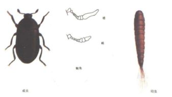 家里突然出现很多小虫子,黑色硬壳会飞的,求解答这是什么虫子,怎么会出现在家里呢 
