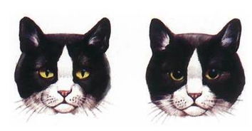 猫不仅瞳孔是竖着的,它还是近视 远视和色盲 