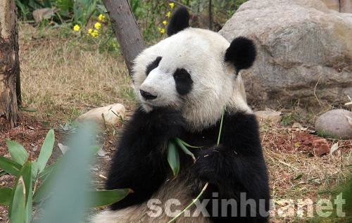 大熊猫 美兰 回国后首次与公众见面 