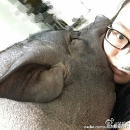 北京女子晒170斤宠物猪 