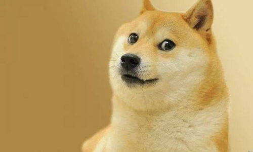 WOPTIDOGE币最新价格,doge是什么币种？ WOPTIDOGE币最新价格,doge是什么币种？ 快讯