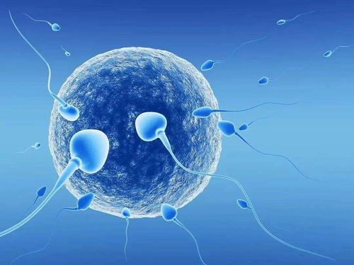 孕前男性如何保持精子质量