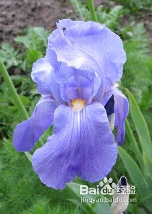 蓝色百合花的花语,19朵蓝色妖姬加一朵百合或者两朵百合分别代表什么意思
