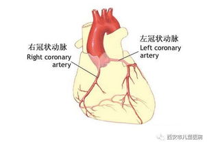 coronary artery om,Coronary Artery OM: A Comprehensive Overview