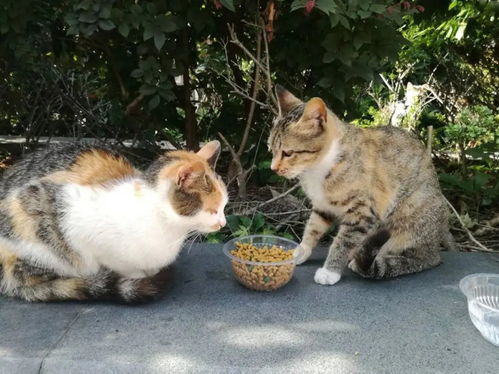 五毒流浪猫 猫虽可爱,但为啥不要轻易接近流浪猫 又如何帮它们