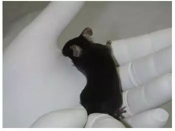 动物实验操作指南 如何进行大鼠与小鼠的固定