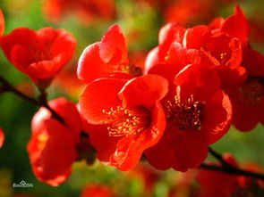 亚当海棠跟冬红果海棠哪个好？