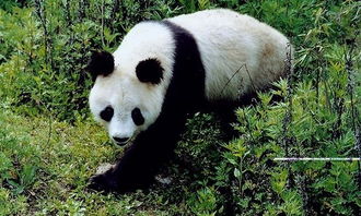 大熊猫 一个生态旅游县走向国际视野的文化IP梦