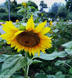 吃葵花籽上火吗为什么(葵花籽吃了上火吗)