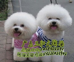 标题 惠州哪里出售比熊幼犬,惠州比熊怎么卖多少钱一只,惠州比熊犬 