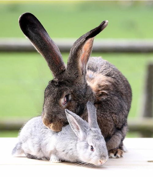 兔子的尾巴长不了 英国巨型兔尾巴17厘米长,刷新吉尼斯