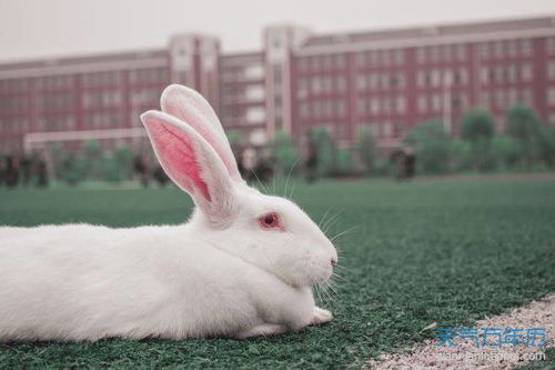 属兔几月出生是玉兔 最享福的属兔是几月