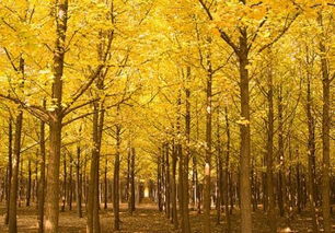 关于树叶变黄的诗句