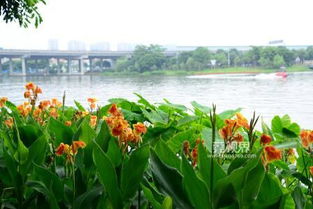 穗丰年湿地公园 东莞的城市绿肺 天然氧吧