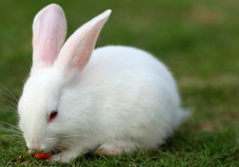 高手传授喂养宠物兔兔经验