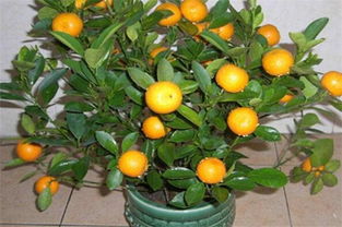 金桔树叶子发黄怎么补救,盆栽橘子树枝条逐渐发黑，叶子枯黄是什么原因，怎么治疗？