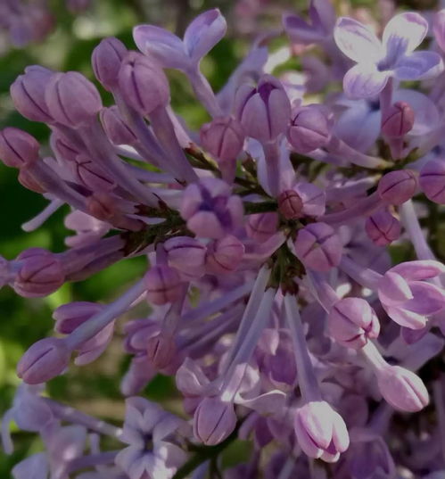 丁香花开时 