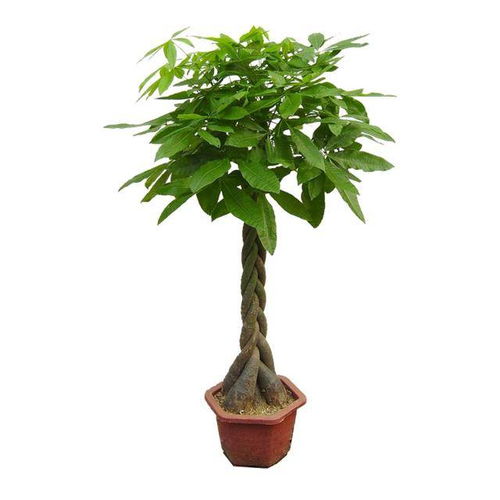 仿真发财树盆栽直播,最火的仿真植物有哪些？