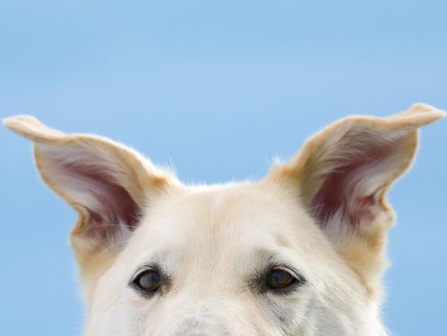 狗狗耳朵怎么弄好看 狗的耳朵怎么形容
