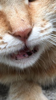 猫咪嘴唇上黑斑是什么 
