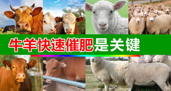 【吉林牛催肥剂那家好?肉牛催肥剂那里有卖的?】-黄页88网